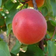 Саженец Абрикос Робада